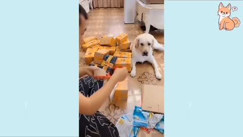 You will laugh at this dog :funny dog episode 5