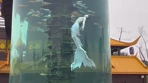 Mermaid in aquarium