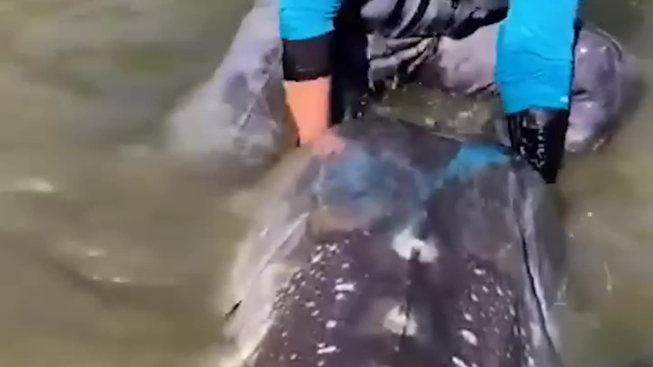 River monsters do exist!