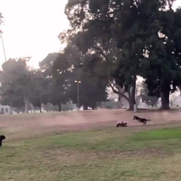 Weekend highlight 🐶🏁 I’ll pair more audio this week 🔊