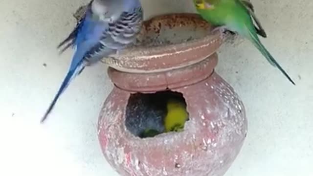 birds status for whatsapp | bird status | birds status | budgies bird | love birds status #shorts