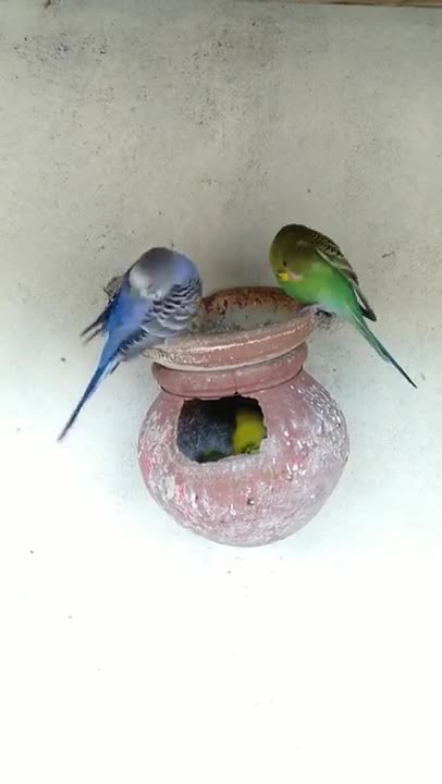 birds status for whatsapp | bird status | birds status | budgies bird | love birds status #shorts