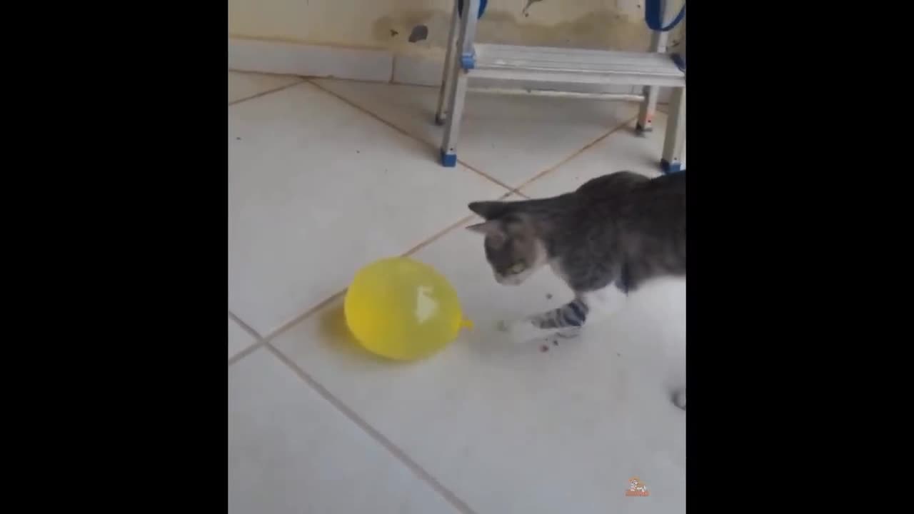 Cat reaction to playing balloon funny cat