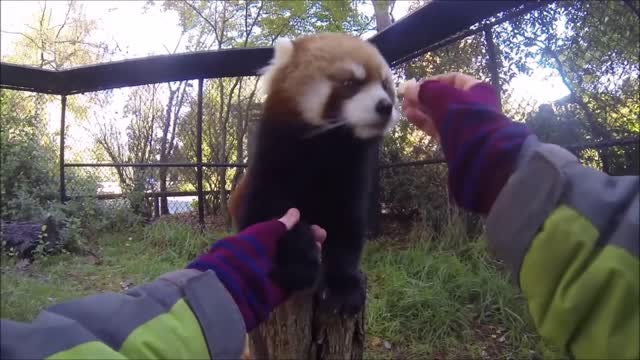 Adorable And Unique Red Panda