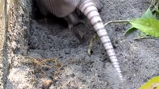 Baby armadillo digs, amazing animals vedio