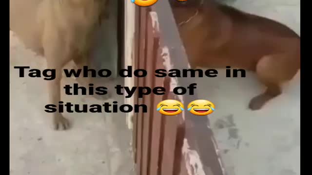 Danger Dog funny video dog cute video cat Beautiful Cat Dog video