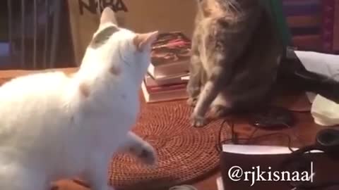 Cat cute