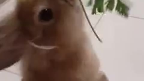 very adorable bunny funny video