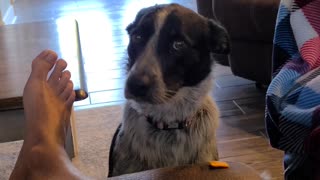 Dog has to wait for cracker