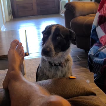 Dog has to wait for cracker