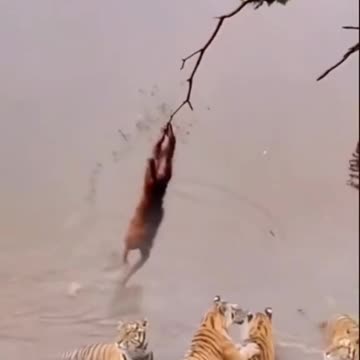 Funny Animal and Nature Videos
