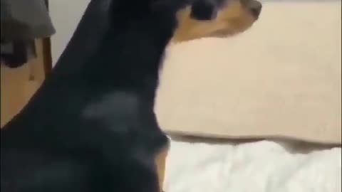 CUTE DOG