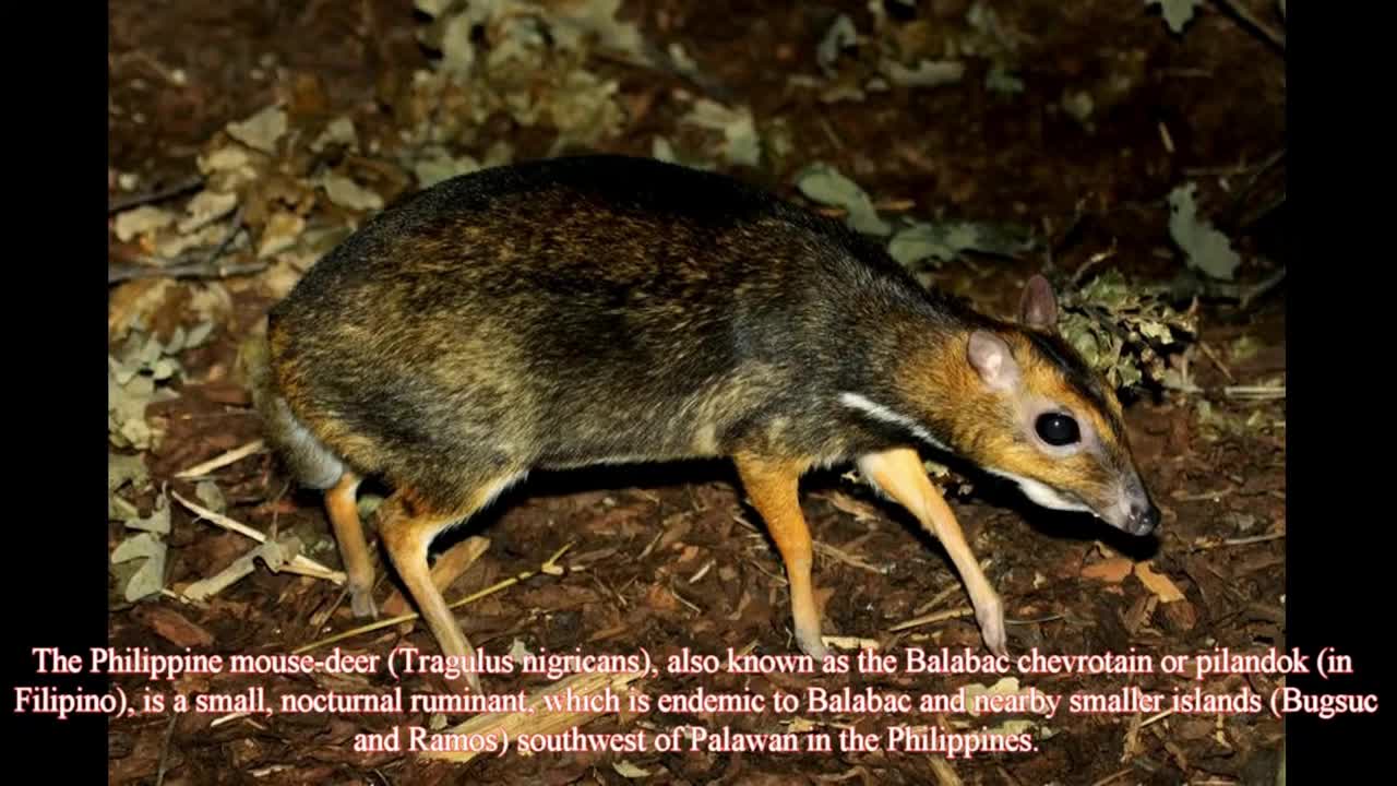 Top 5 Abnormally Small Animals That Actually Exist