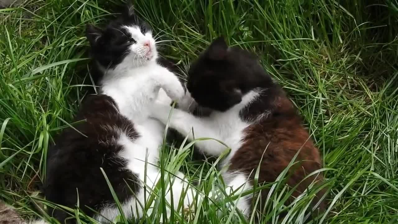 Cats beautiful creatures