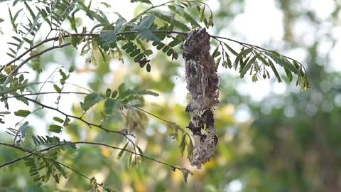 Bird making Nest