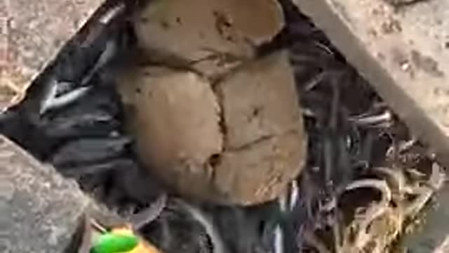Feeding time at an eel farm