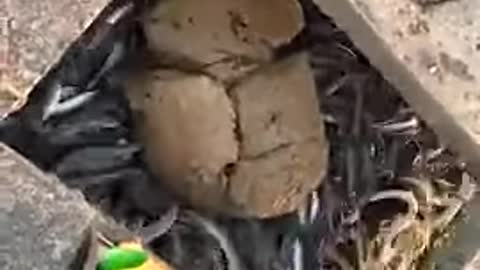 Feeding time at an eel farm