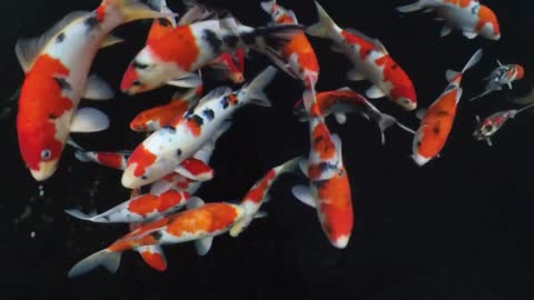 koi koi koi koi koi