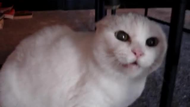 cats pet under table