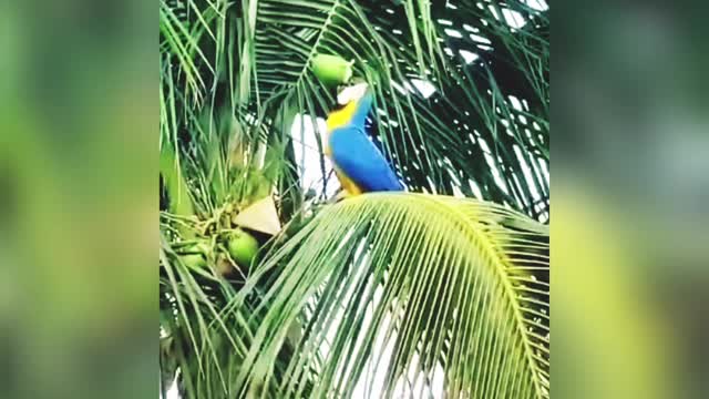 Macaw drinking coconut waters