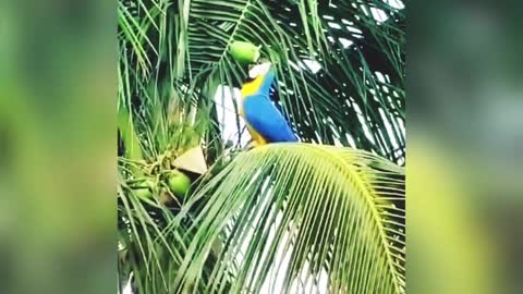 Macaw drinking coconut waters