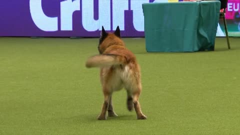 Astounding dog's performance