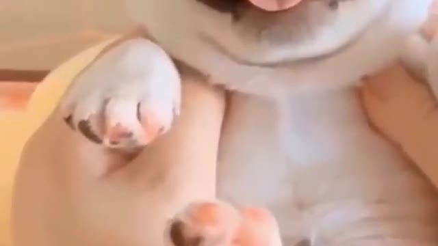 Ultimate Baby Dogs - Cute and Funny Dog Videos Compilation #Shorts (5) 2022.