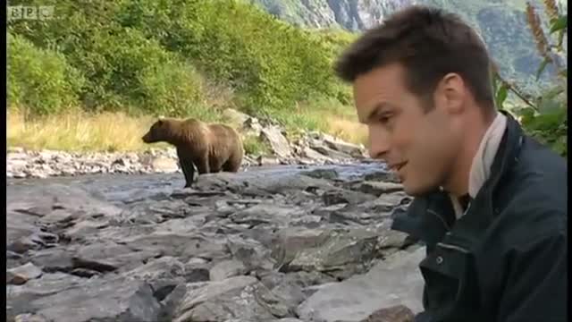 Grizzly Bear Salmon Fishing | Deep into the Wild | BBC Earth