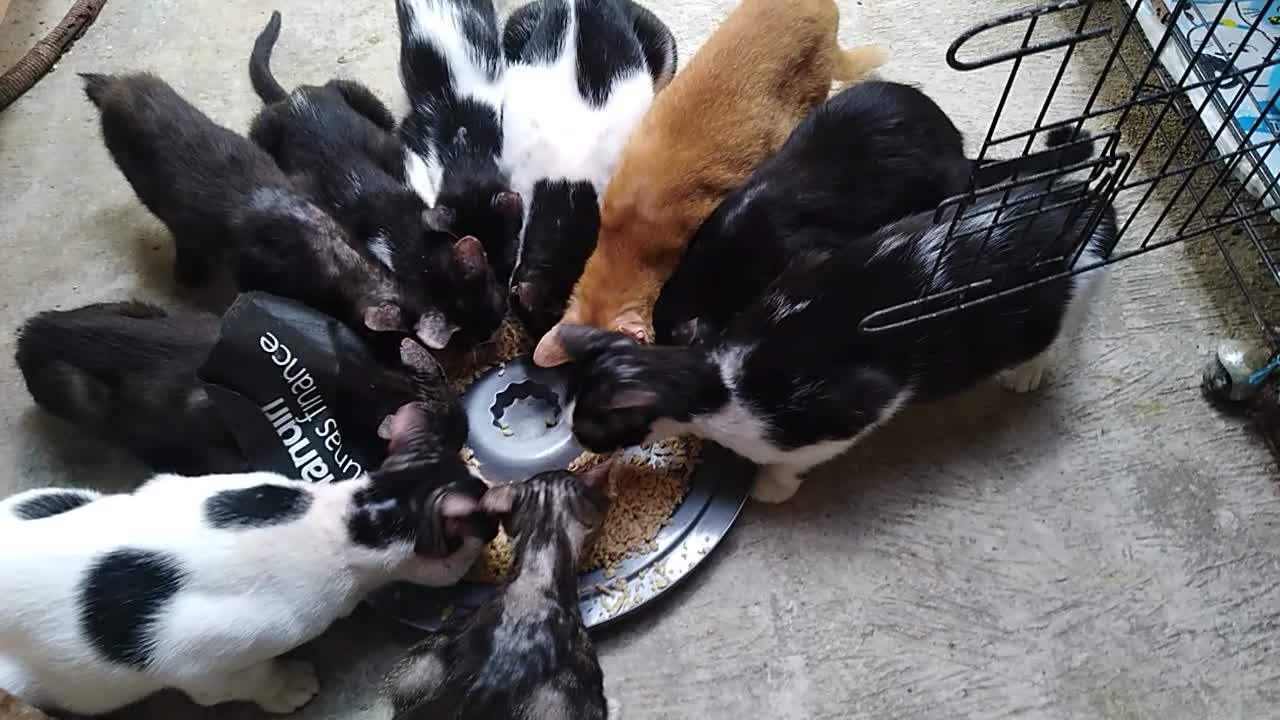 while feeding 13 rescue cats.