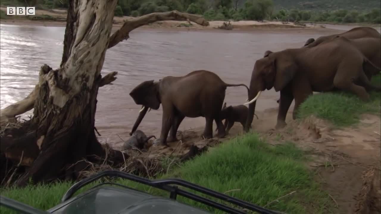 Baby Elephants Swept Away from Mother in the River | BBC Earth