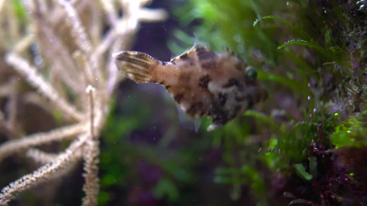 Tropical fish close-up shallow depth of field