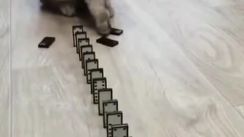 Funny Cat Playing !