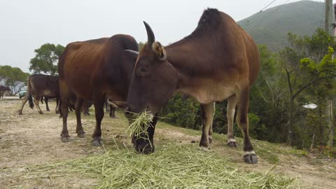 Cow is not very good or bad..Funny cow