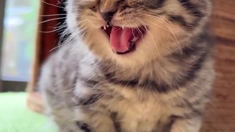 Naughty cat - pets - Nice and Awesome cat