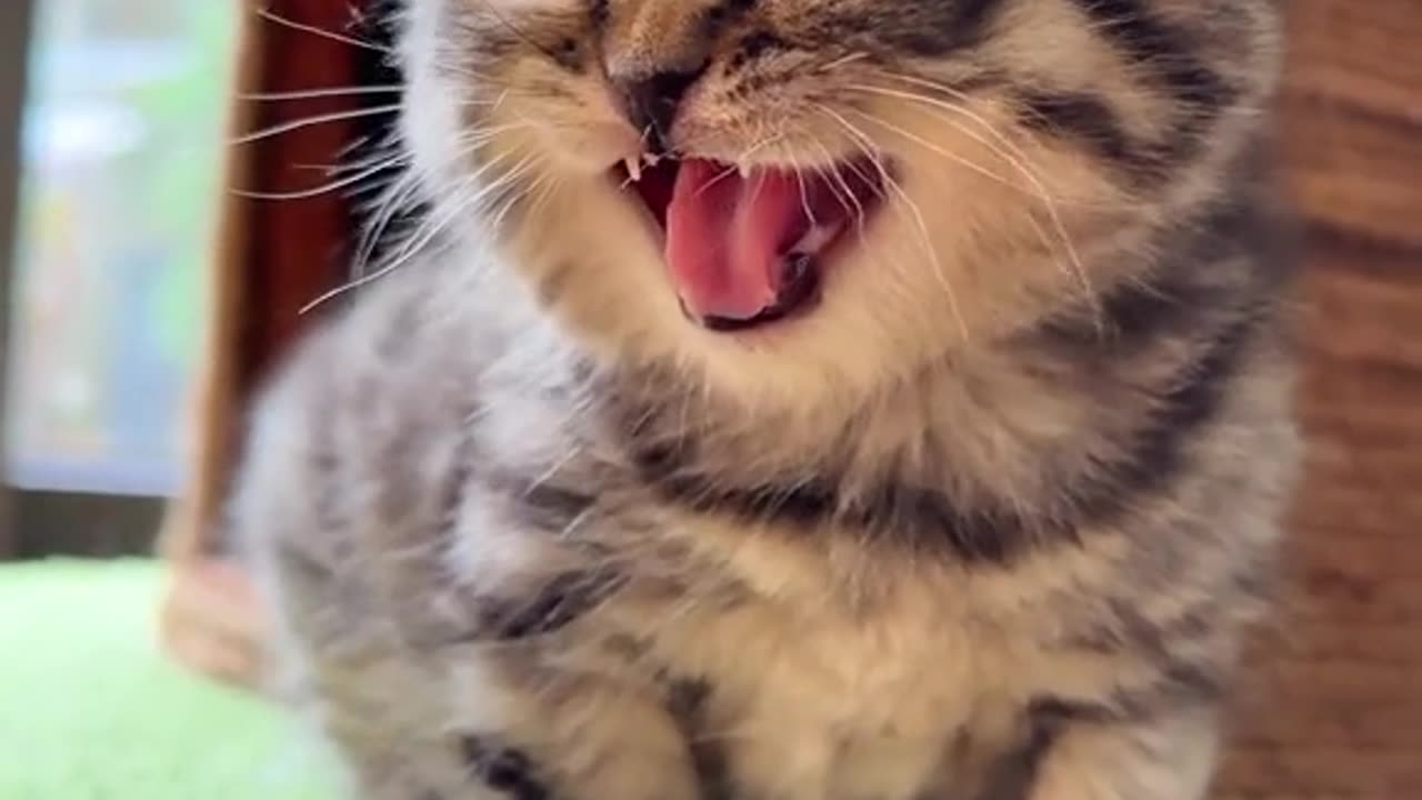 Naughty cat - pets - Nice and Awesome cat