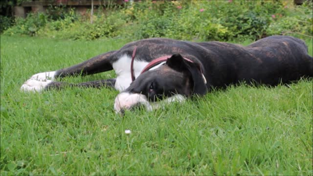 Lazy dog sleeping on grass🐶🐶💜