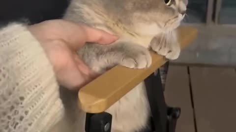 Funny cat reaction, funny pet