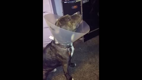 Dog takes offence when asked by owner to go outside to the toilet