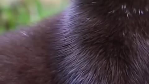 Wildlife