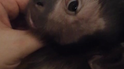 Cute little Capucin
