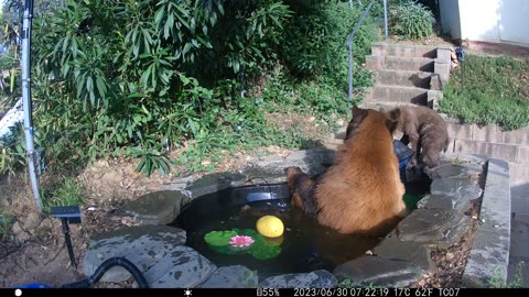 Mama Bear and Cub Take a Dip in Backyard Pond