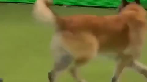 Training dogs to serve inthe military