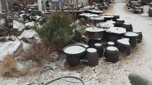 Jindo Dogs in Korea on a Snowy Day