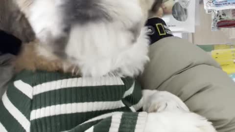 Little Dog Trembles During a Typical Visit to Animal Hospital