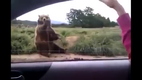 Funny bear says Good bye