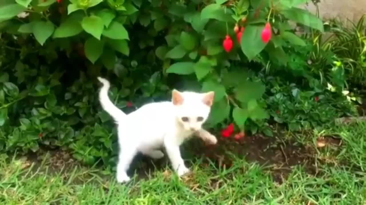 Funny Cat