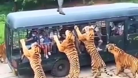 Tiger vs human 👿👿