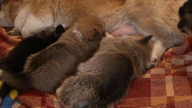 lactating mother, funny pets Cottage and her puppys