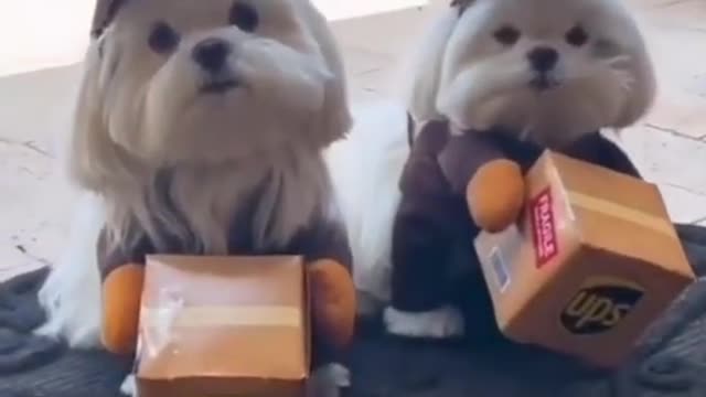 Cute Puppy's Bring birthday gift