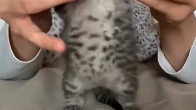 Such a lovely cat, I like cats very much, let me show you the gentle little cat